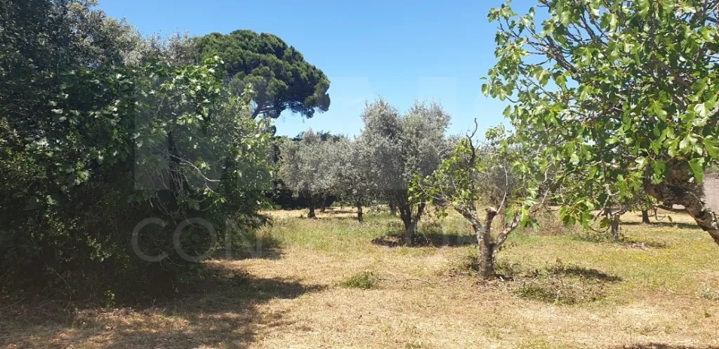 Terreno para construção  Casais Romeiros - Bugalhos - Santarém
