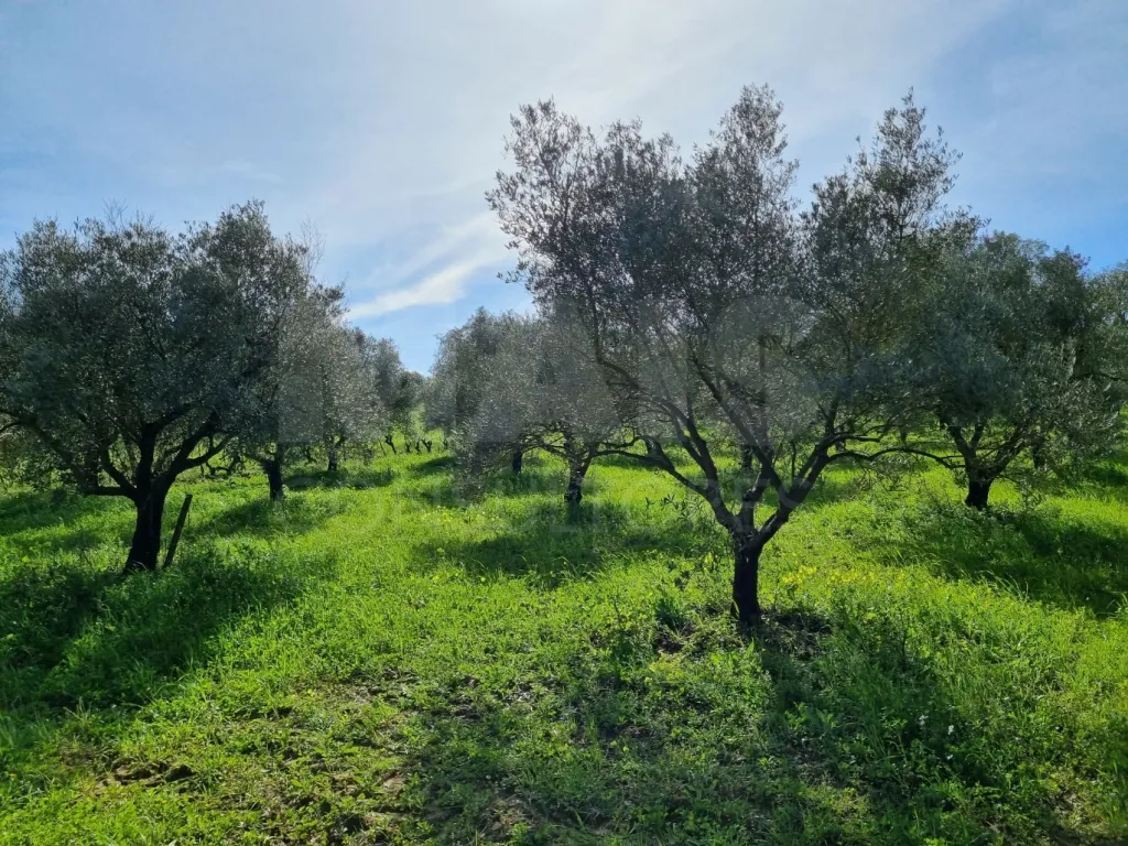 Small Farm with 6.2 Hectares, Abundant Water and 902 m² of Construction in Torres Novas