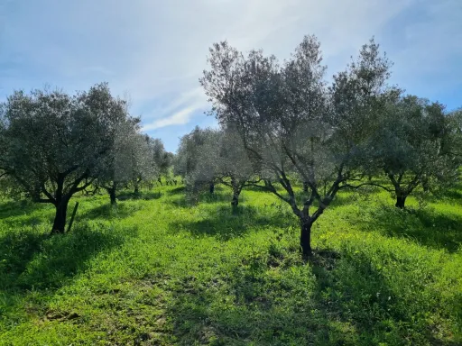 Quintinha com 6,2 Hectares, Água Abundante e 902 m² de Construção em Torres Novas