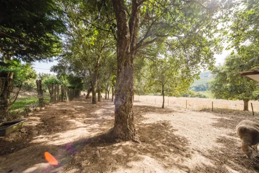 Propriedade única, a apenas 2 km de Alcobaça, com mais de 30.000 m² de terreno