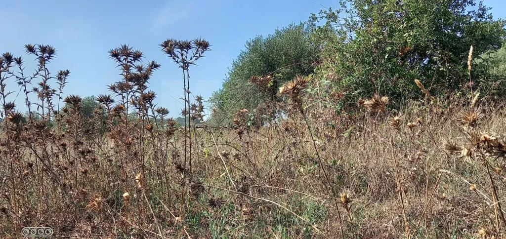 Terreno para Construção em Vale do Mouro de Baixo, Melides