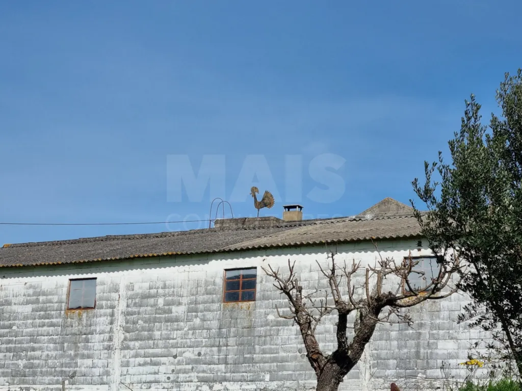 Small Farm with 6.2 Hectares, Abundant Water and 902 m² of Construction in Torres Novas