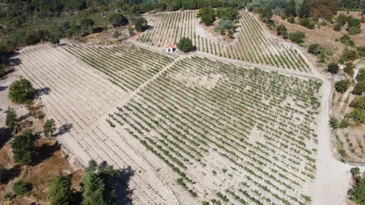 Herdade / Quinta com 25–27 ha, vinha em produção, olival e piscina – Serra da Estrela, Gouveia