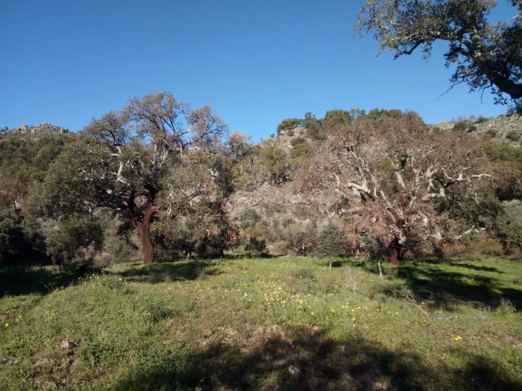 Terreno Rústico em Monsanto - Oportunidade Única para Construção Residencial
