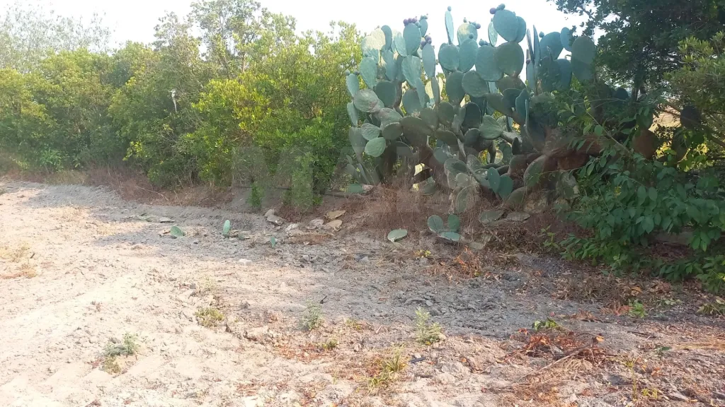 Terreno de 7.050 m² com pequeno armazém a Apenas 1 Hora de Lisboa