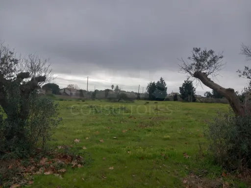 Terreno rústico 6.000m2 situado em Lau-Palmela