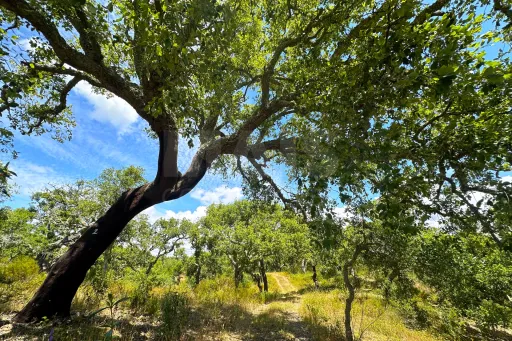 Herdade com 11,6 hectares em São Bartolomeu da Serra, Santiago do Cacém