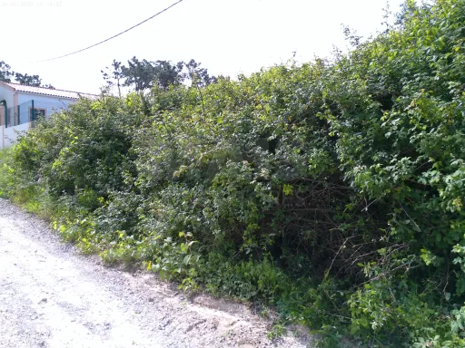 Terreno Rústico (Avos), Quinta da Oliva - Charneca da Caparica