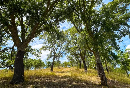 Herdade com 11,6 hectares em São Bartolomeu da Serra, Santiago do Cacém