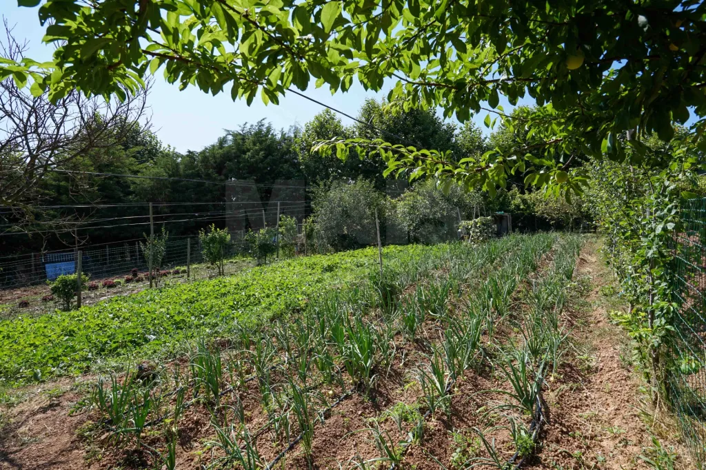 Quinta com moradia térrea em Torres Vedras
