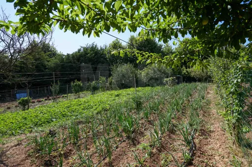 Quinta com moradia térrea em Torres Vedras