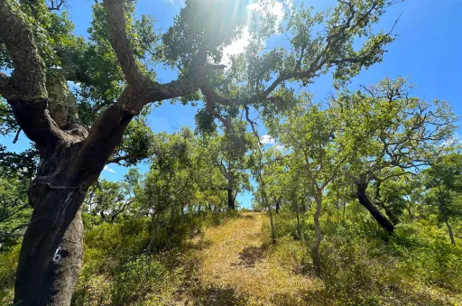 Herdade com 11,6 hectares em São Bartolomeu da Serra, Santiago do Cacém