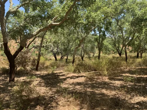 Herdade  com 40,85 hectares em São Bartolomeu da Serra, Santiago do Cacém
