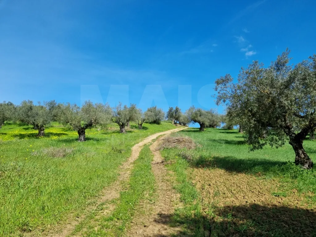 Quintinha com 6,2 Hectares, Água Abundante e 902 m² de Construção em Torres Novas
