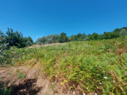 Rustic land with 1890m2 Pisão / Côja