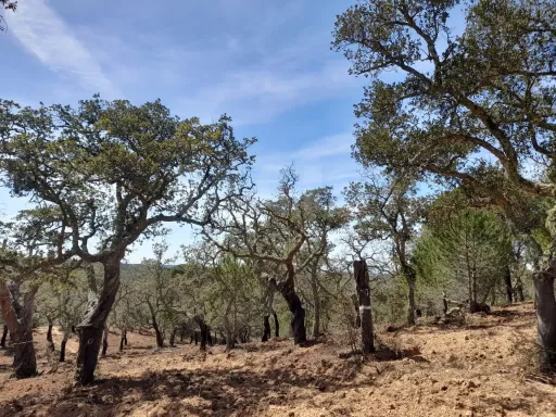 Terreno Urbano com 8.4 H em Melides