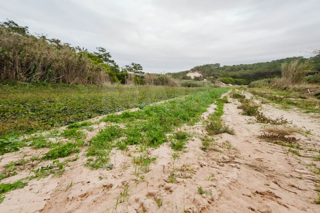 Terreno Rústico com 3.800 m² em Ferrel