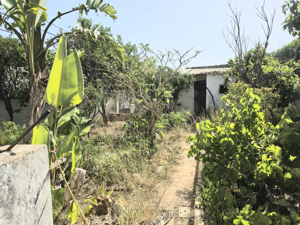 Moradia para recuperar com comercio, indústria, habitação e terreno com árvores de fruto