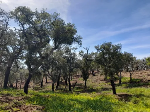 Terreno Urbano com 8.4 H em Melides
