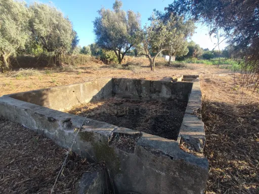 Quinta com moradia para recuperar na zona de Abrantes