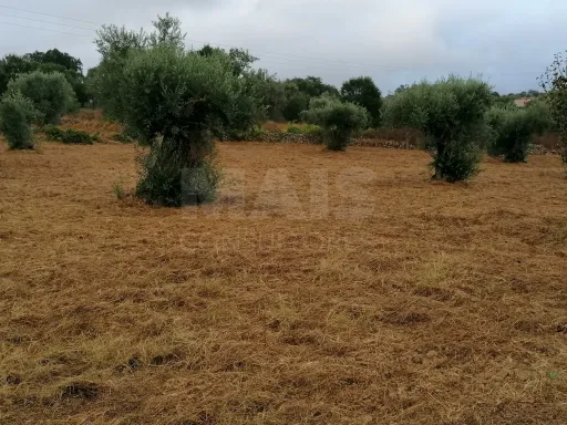 Terreno em Mouriscas para cultivo com olival e árvores de fruto