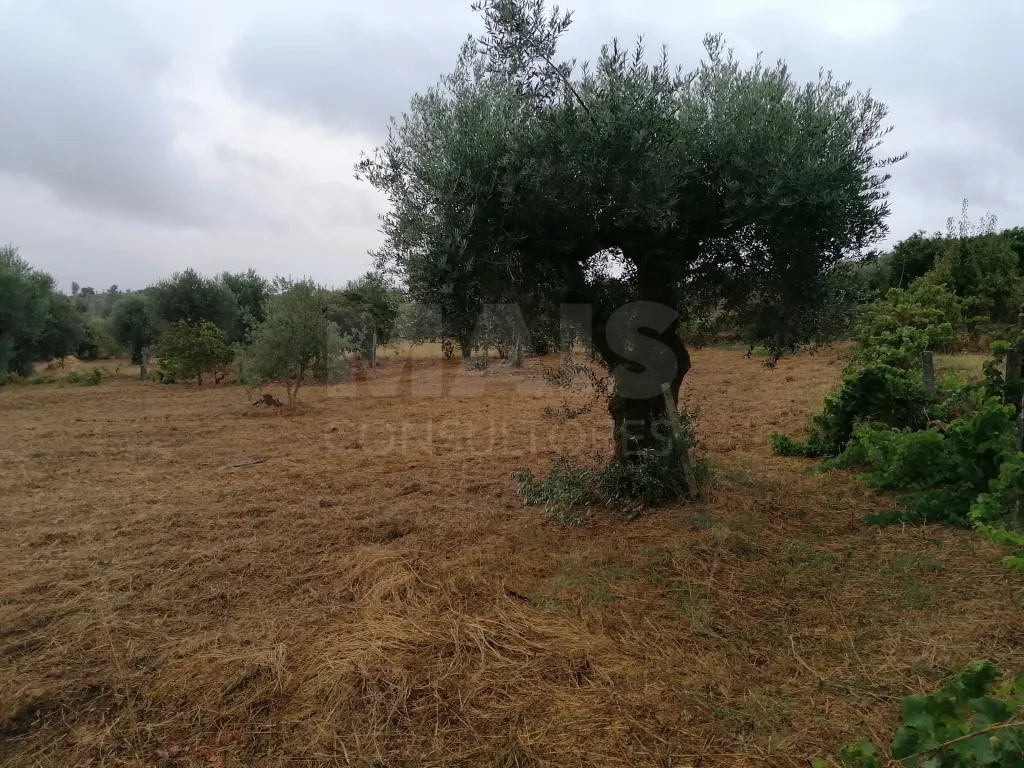 Terreno em Mouriscas para cultivo com olival e árvores de fruto