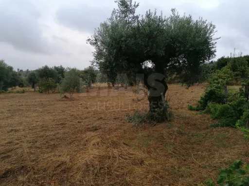 Terreno em Mouriscas para cultivo com olival e árvores de fruto