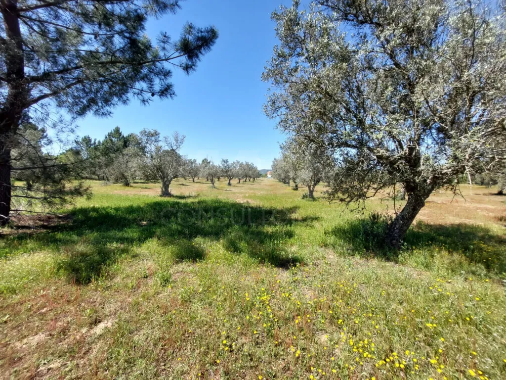 Olival com excelente localização em Grândola