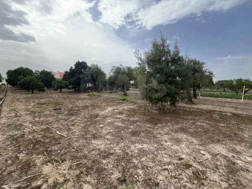 Terreno rústico com 2000m2 em Montinho dos Pegos, Coruche