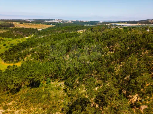 Terreno com quatro hectares e meio perto de indústria, no concelho de Torres Vedras