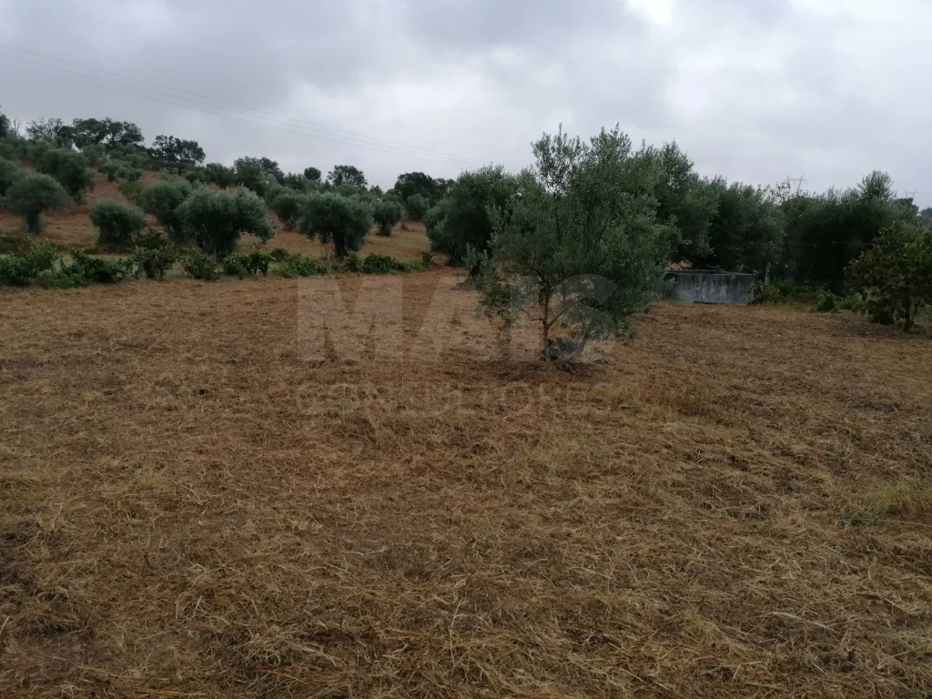 Terreno em Mouriscas para cultivo com olival e árvores de fruto