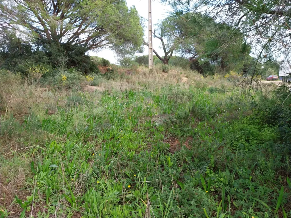 Lote de terreno Rustico com bom acesso e eletricidade