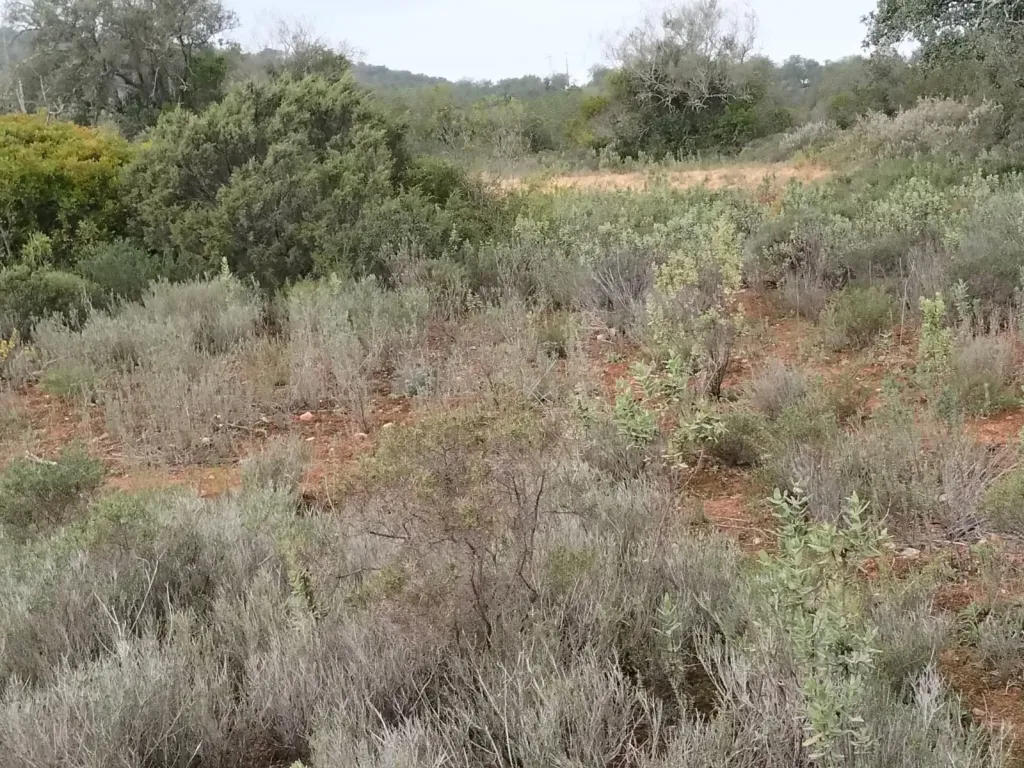 Lote de Terreno Rustico