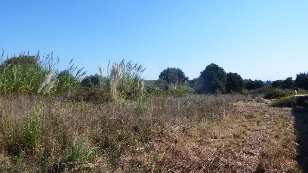 Quinta com Adega | 37.500 m² | Atouguia da Baleia, Peniche