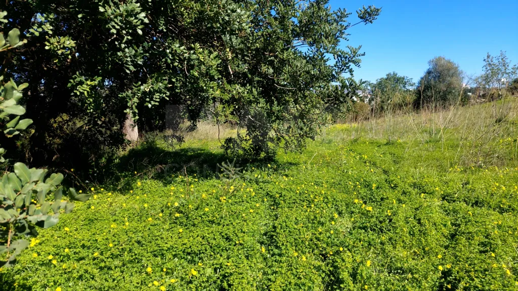 Lote de Terreno Rustico