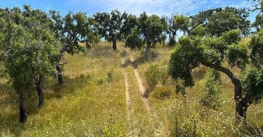 Herdade com 11,6 hectares em São Bartolomeu da Serra, Santiago do Cacém