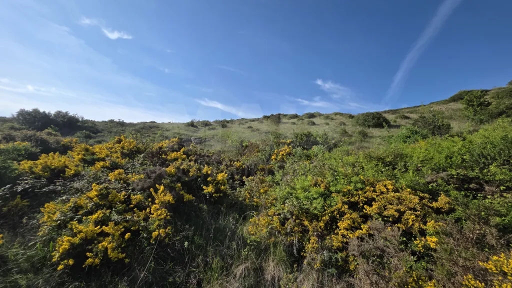 Rustic land with open views