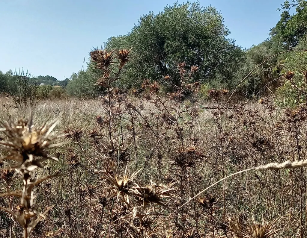 Terreno para Construção em Vale do Mouro de Baixo, Melides