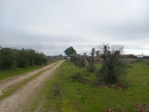 Terreno rústico 6.000m2 situado em Lau-Palmela