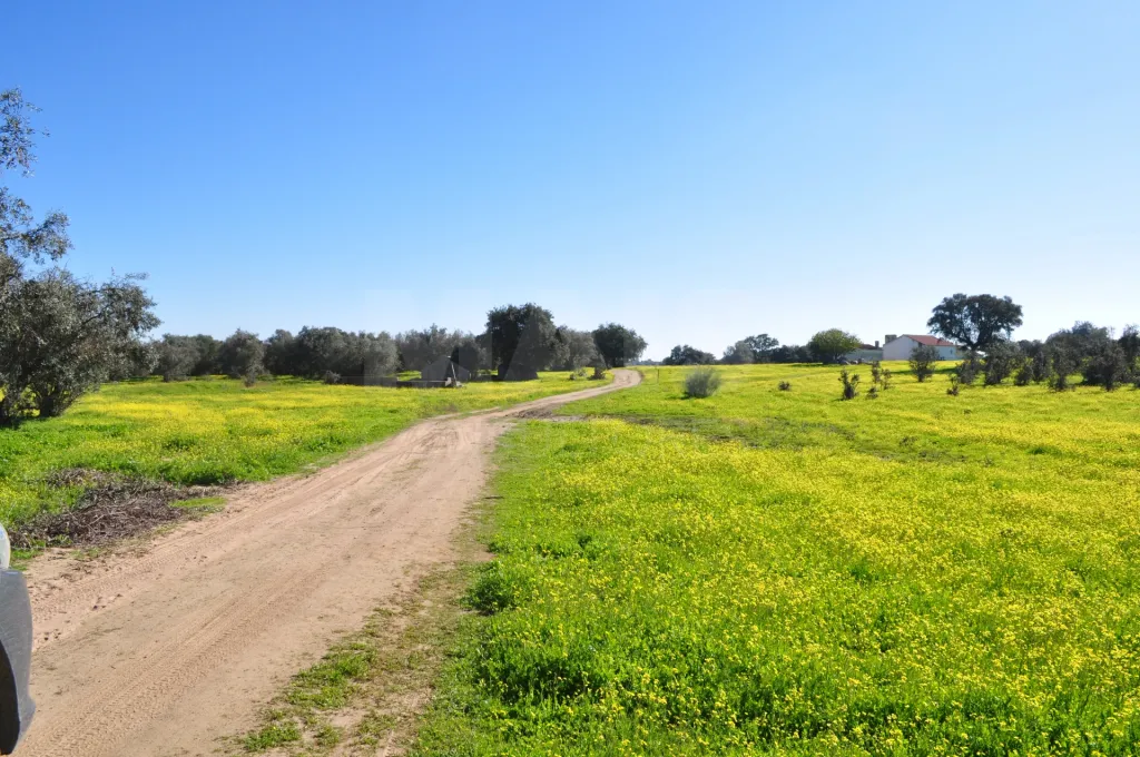Fabulosa Herdade em Reguengos Monsaraz junto à Herdade do Esporão 105 ha