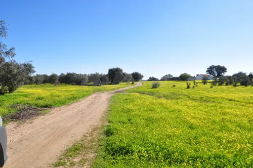 Fabulosa Herdade em Reguengos Monsaraz junto à Herdade do Esporão 105 ha