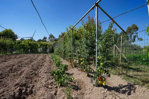 Quinta com moradia térrea em Torres Vedras