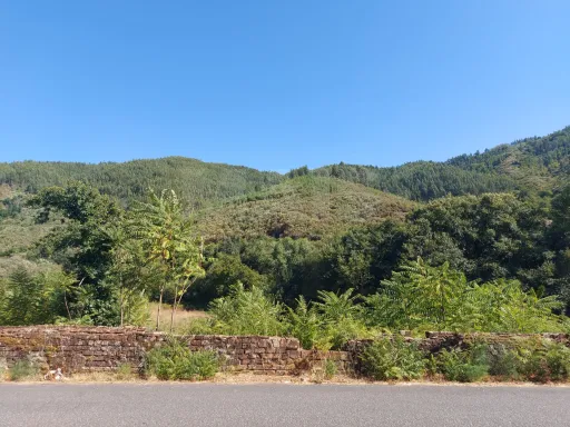 Terreno Rústico para produção florestal com 4960m2 Pisão / Côja