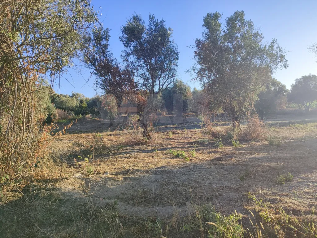 Quinta com moradia para recuperar na zona de Abrantes