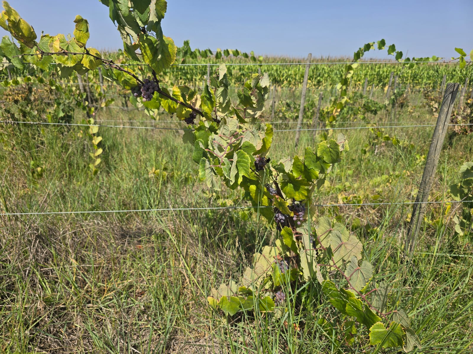 Oportunidade de Investimento Agrícola em ALMEIRIM!