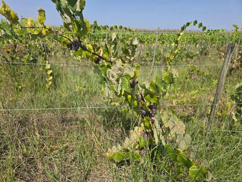 Oportunidade de Investimento Agrícola em ALMEIRIM!