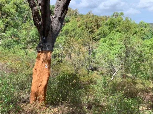 Herdade  com 40,85 hectares em São Bartolomeu da Serra, Santiago do Cacém