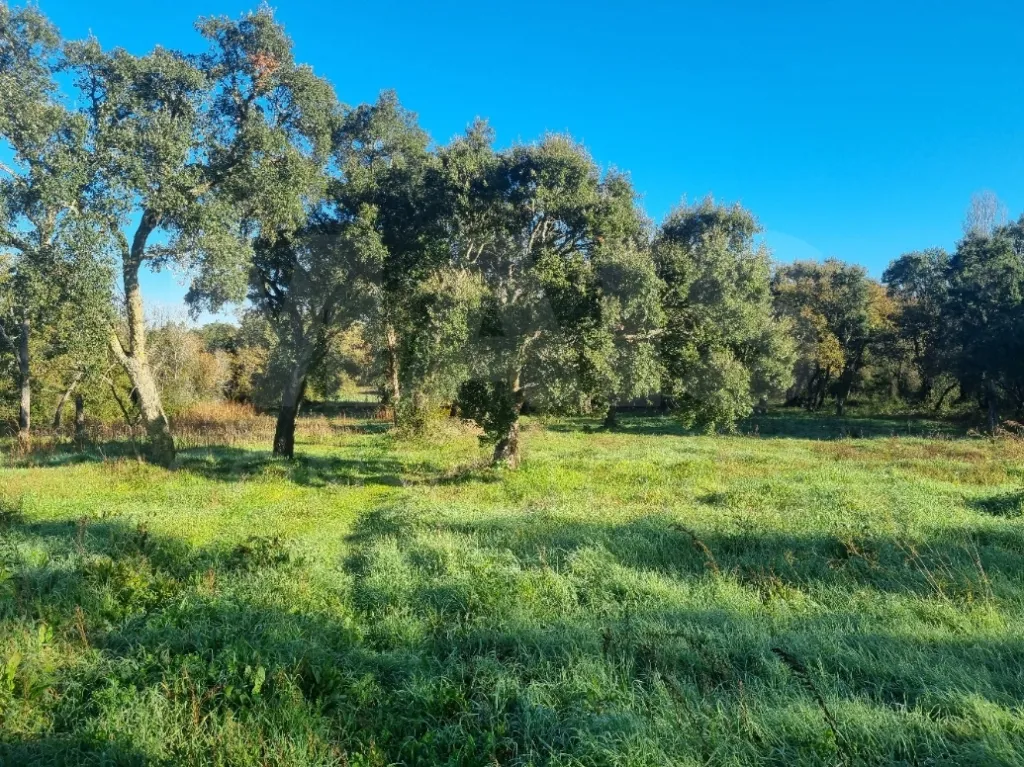 Terreno com Ruina SAO PEDRO DE TOMAR