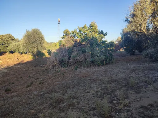 Quinta com moradia para recuperar na zona de Abrantes