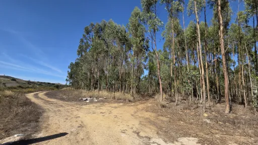 Rustic land with cut eucalyptus trees